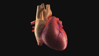 Anatomy of CVS 1  thoracic cage  mediastinum  pericardium  2024  Dr kamel [upl. by Darrej]