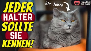 19 Dinge die das Leben deiner Katze verlängern [upl. by Kimberlyn601]