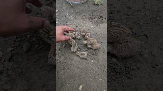 Partridge Chicks Feeding  shorts pets chicks [upl. by Aronid307]