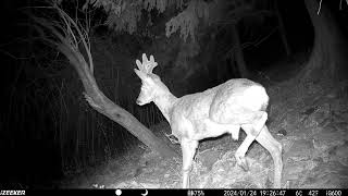 scrocchio o abbaio del caprioloDeer barking fototrappolaggio izeeker wildlifeanimals natura [upl. by Sleinad]