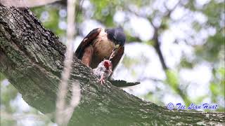 Rufous bellied Eagle [upl. by Winfield143]