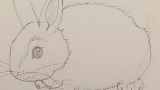 How To Draw A Baby Bunny [upl. by Leirbag]