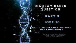 ICSE Class 10 Biology  Mitotic Cell Division  Late Prophase Explained with Diagram [upl. by Lean]