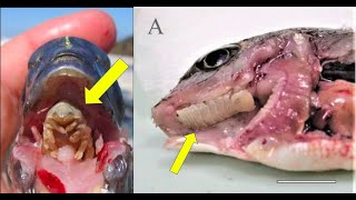 Tongue Eating Parasites in Fish Everything you need to know about Cymothoa exigua [upl. by Daveda]