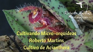 Dicas de Cultivo Acianthera Pleurothallis [upl. by Fax]