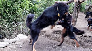 Tibetan Mastiff Dogs Fight  Guardian Dogs Fight  Livestock Guardian Dogs Fight  BhoteKukur [upl. by Htiel]