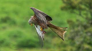 last week with Red kites Dumfries and Galloway [upl. by Doubler]