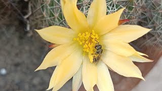 mammillaria cactus  cactus bloom  plant without leaves  yellow fragrance flowers [upl. by Iden275]