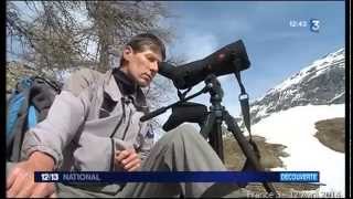 Observation du Gyapète Barbu Bessans Avril 2014  France 3 Alpes [upl. by Kyred]