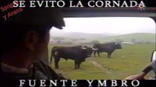 Pelea De Toros Se Evitó La Cornada En Fuente Ymbro [upl. by Imeaj669]