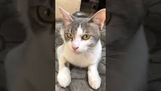 Look her eyes 🤣🤣🤣 how fuuny funny catvideosshortstrending [upl. by Landau]