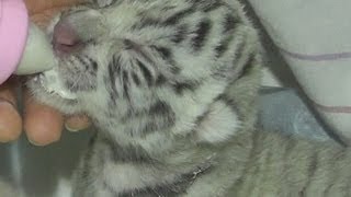 Feeding time for cute white tiger cubs [upl. by Orit]