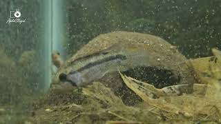 WC Apistogramma sp quotShalyquot group [upl. by Giacinta]