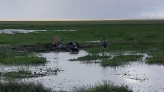 Intriguing Encounter Hyena vs Hippo in Slow Motion [upl. by Ulphiah]