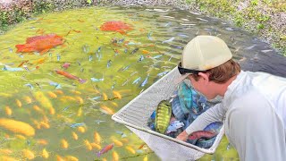 Netting THOUSANDS Of Colorful Fish For My BACKYARD POND [upl. by Angeli]