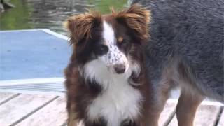 Australian Shepherd Red Tri Blue Eyes Picture Collection And Ideas  Dogs Breed [upl. by Rust490]