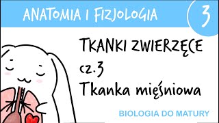 Tkanki zwierzęce cz3  Mięśniowa  Anatomia i fizjologia 3  matura z biologii rozszerzona [upl. by Wycoff]