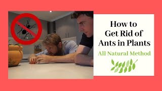 Ants in Potted Plants  Get Rid of Ants Fast [upl. by Yedarb]