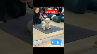 Puppy reaction after seeing mirror 🐶viralvideo puppy shortsfeed shorts dog doglover cute [upl. by Laurella645]