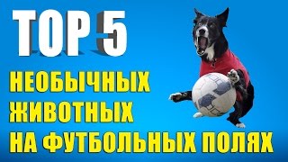 ТОП5 самых необычных животных на футбольных полях [upl. by Babby]