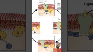 Gpcr receptor cell signalling [upl. by Sparky777]