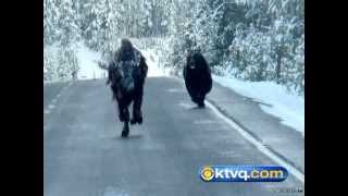 Wild Photos Capture Grizzly Chasing Bison in Yellowstone National Park  BEAR VS BISON [upl. by Lister523]