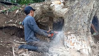 Wow sangat menyulitkan‼️‼️pohon Trembesi berjajar di bibir tanggul sungai yang curam [upl. by Etteuqaj]