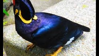 Pahari mynah talking bird [upl. by Hazelton]