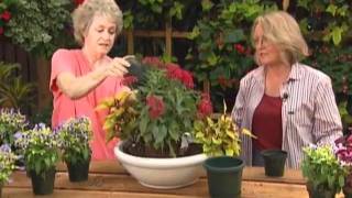 How to Plant an Easy Container Garden 629 min [upl. by Fletcher]