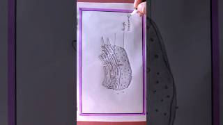 How To Draw Rough Endoplasmic Reticulum drawing howtodraw shortsvideo shortsviral [upl. by Alodee]