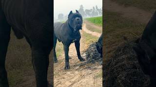 Cane corso in Uttar Pradesh Big dawgs canecorso dog viral fyp instagram shorts like share [upl. by Imotas]