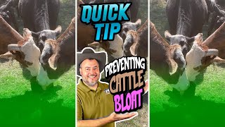 QUICK TIP  Quit Your Bellyaching  Preventing Frothy Bloat In Cattle  Shorts [upl. by Buttaro]