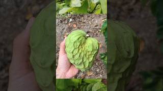 Hanumafal Plant in Telugu  Annona Cherimola  custardapple teluguvlogs [upl. by Aschim855]