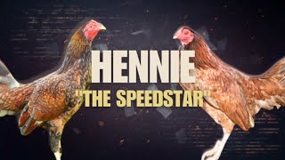 HENNIE GAMEFOWL BLOODLINE Fighting Style and History [upl. by Nemra742]