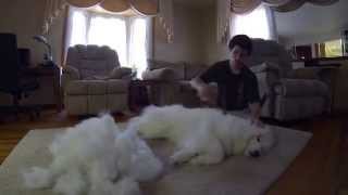 Brushing My Samoyed Sam Part 2 [upl. by Hitoshi859]