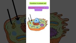 Vacuole structure and function  short notes cellbiology vacuoles cellorganelles biologynotes [upl. by Yffat]