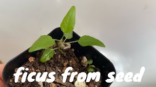 Grow Ficus Plants from Seed [upl. by Adalbert]