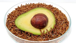 Avocado vs Mealworms [upl. by Alemrac]