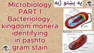 Bacteria part 1  Kimgdom monera bacteriology microbiologygram stain bacteria archea in pashto [upl. by Leiuqese138]