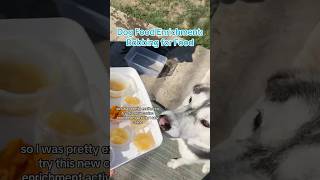 Dog Food Enrichment Bobbing for Food [upl. by Elka86]