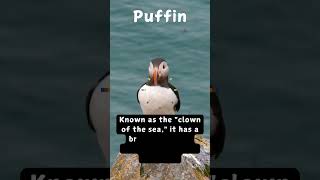 Leading Ornithologist Reveals Puffin Mating Rituals [upl. by Morgana813]