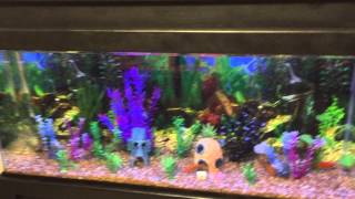 55G Freshwater LED Aquarium w SpongeBob [upl. by Zebedee781]