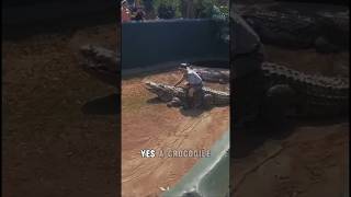 Man Mistakes Giant Crocodile for a Pet – What Happens Next Will Shock You 🐊😱 Shorts [upl. by Esille]