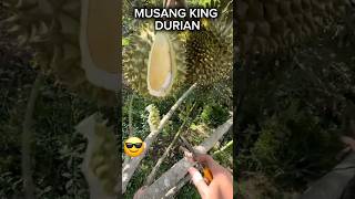 Musang King The Best Type Of Durian Shorts Viral [upl. by Amehsat781]