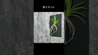 新スタイル！壁掛けタイプの風蘭でアートな根を楽みましょう富貴蘭 植物plants orchid jewelryplant 黄金鳥 観葉植物 orchidflowers shorts [upl. by Eelamme200]