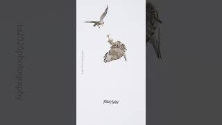 Peregrine Falcon VS Juvenile Redtailed Hawk falcon peregrinefalcon redtaledhawk rocketbird [upl. by Boys]