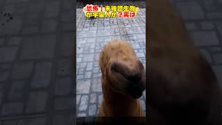 恐怖！未確認生物、宇宙人現る？Scary Unidentified creatures or aliens appearalianshorts宇宙人dog 犬 [upl. by Lucia760]