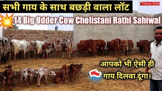 👍10 ke Sath Bachdi hai 14 Cow Lot 👍 Cholistani Rathi Sahiwal Breed 👍 Kamdhenu Dairy Farm Tikuram Ji [upl. by Rodmann]