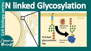 N linked glycosylation  What is the role of Nlinked glycosylation in ER protein folding [upl. by Oruhtra]