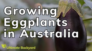 How to Grow Eggplants in Australia Simple Guide [upl. by Aniad156]